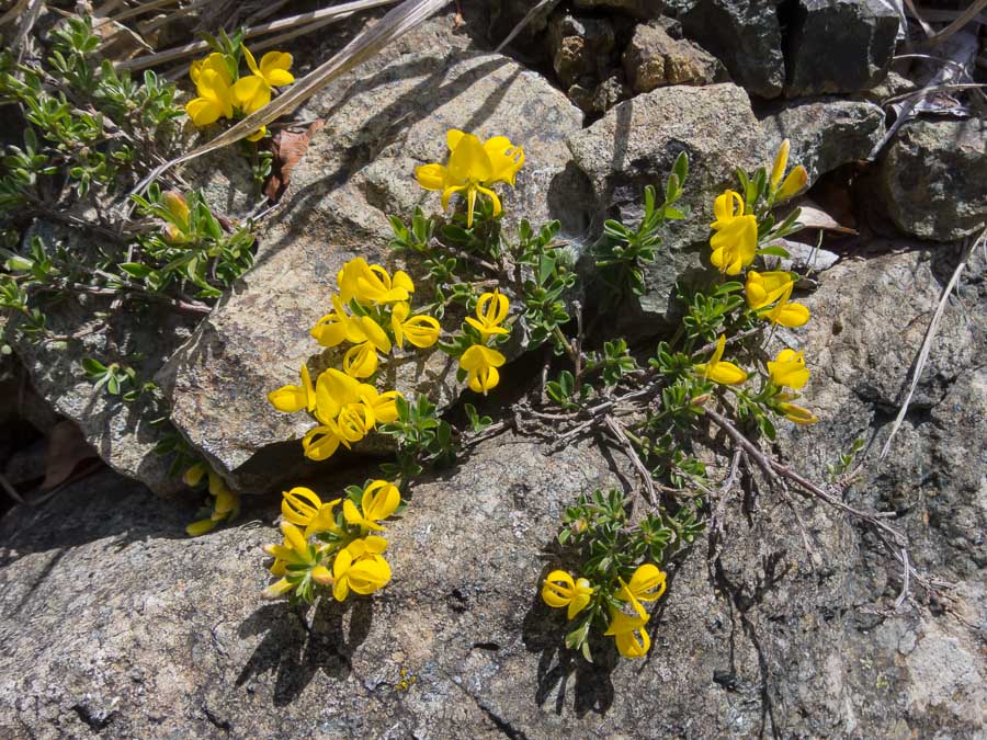 Fabacea in ofiolite - Genista pilosa